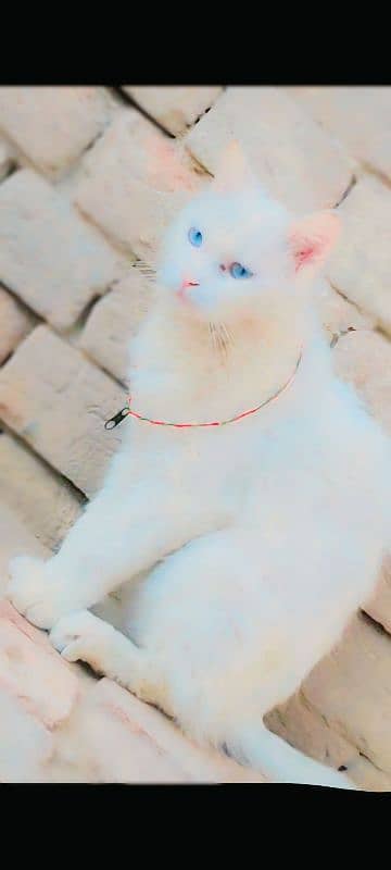 6 month age beautiful cat white colour urgent jarurat hai 2