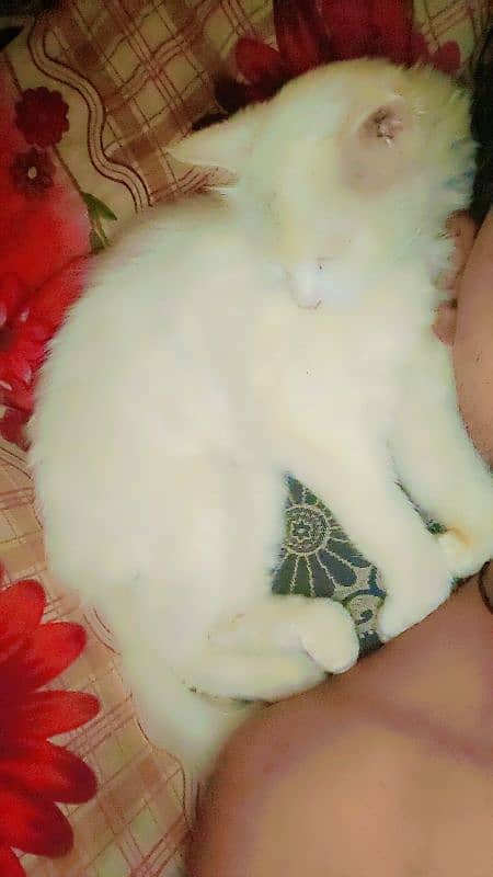 6 month age beautiful cat white colour urgent jarurat hai 3