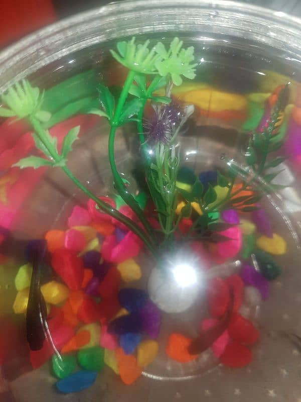 5molly fish with bowl 1