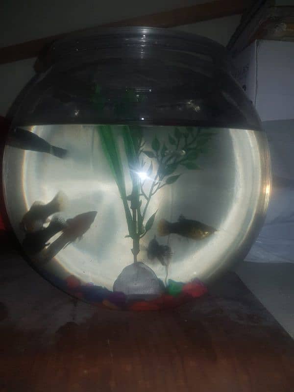 5molly fish with bowl 3