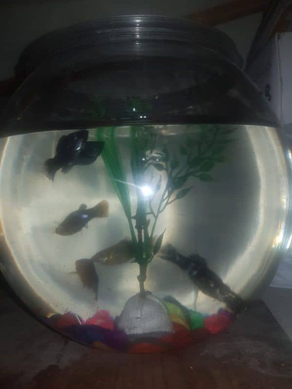 5molly fish with bowl 4