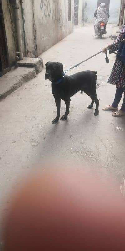 cane Corso mail stud miting keliye he 0