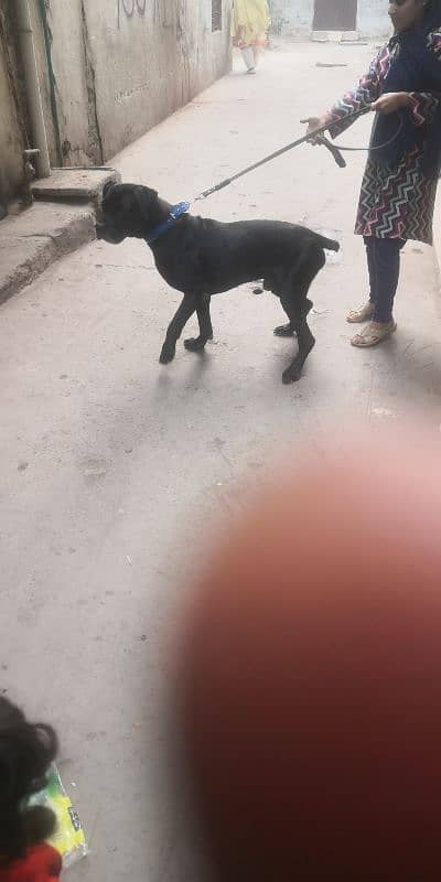 cane Corso mail stud miting keliye he 1