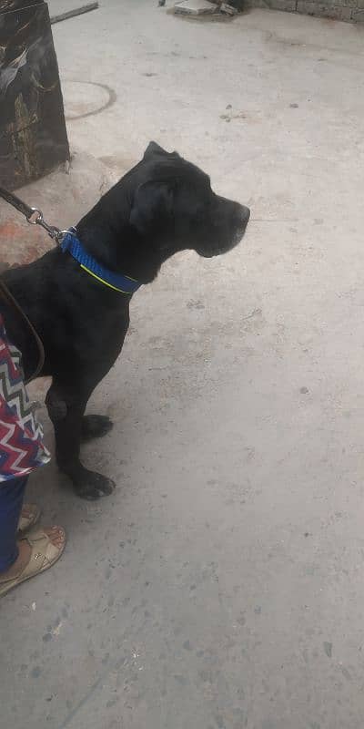 cane Corso mail stud miting keliye he 2