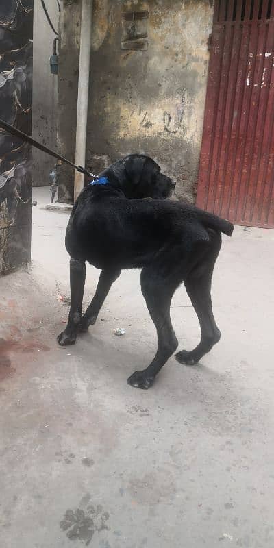 cane Corso mail stud miting keliye he 3