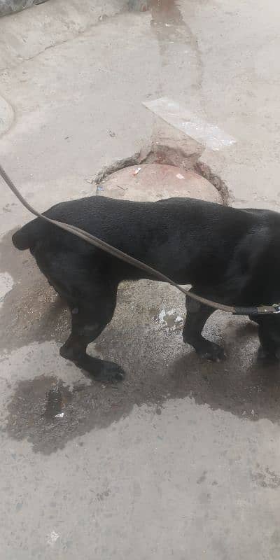 cane Corso mail stud miting keliye he 4