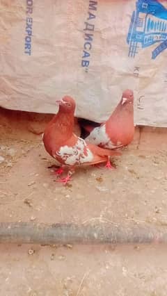 Lal khal kalyary guldaar breeder pair