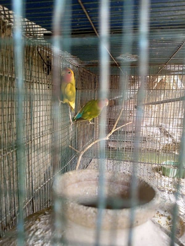 lovebird 0