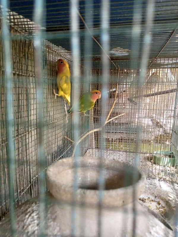 lovebird 1