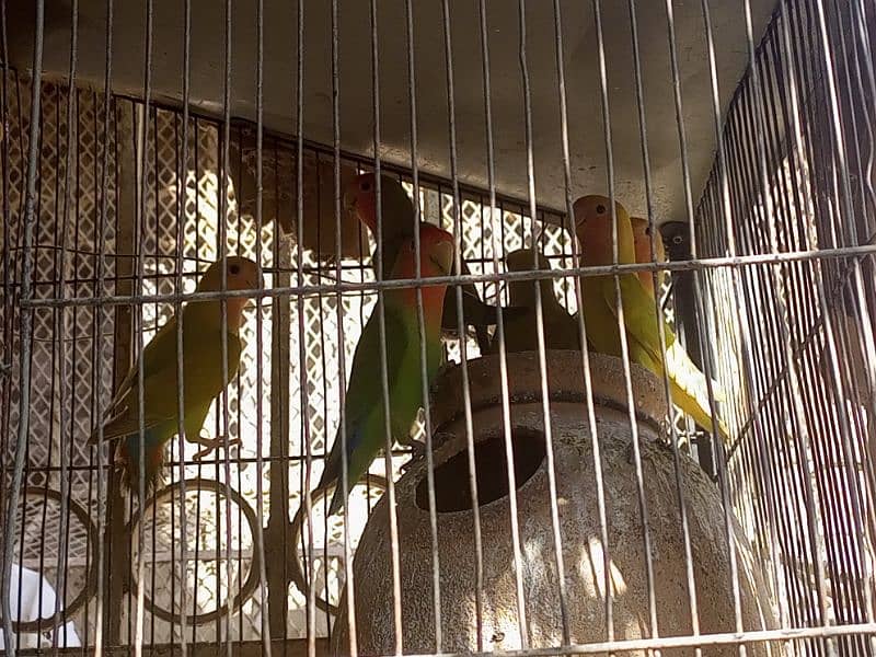 lovebird 3