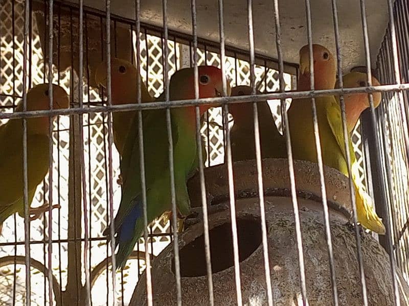 lovebird 4