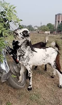 Bakra baby goat