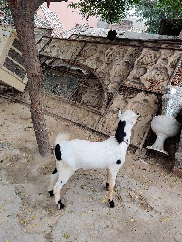 Teda Abluck bakra 4