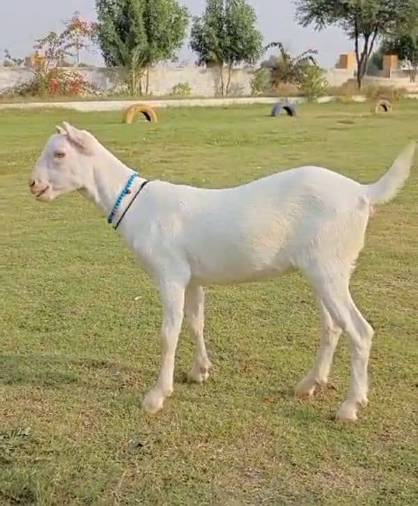 Teda Abluck bakra 5