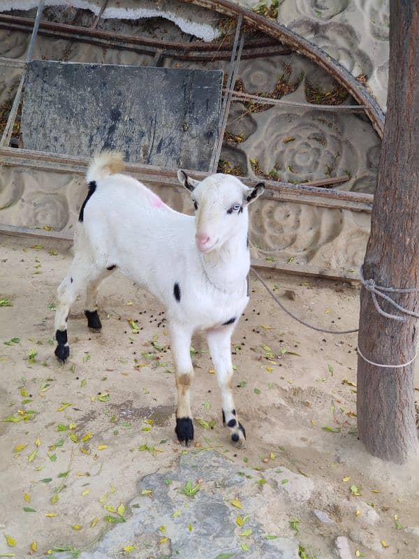 Teda Abluck bakra 7