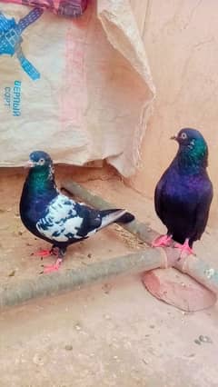 Rampuri breeder pair achi quality me