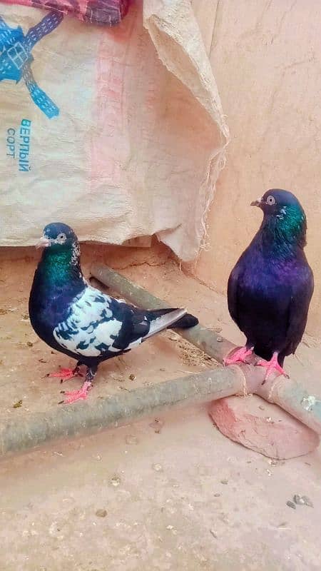 Rampuri breeder pair achi quality me 0