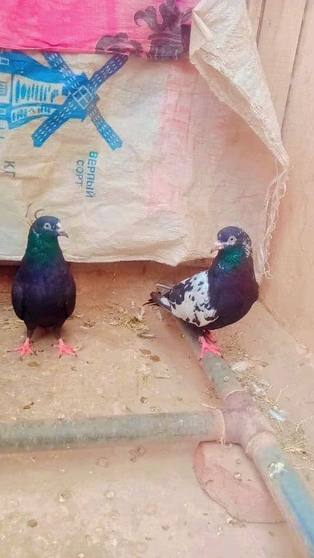 Rampuri breeder pair achi quality me 1