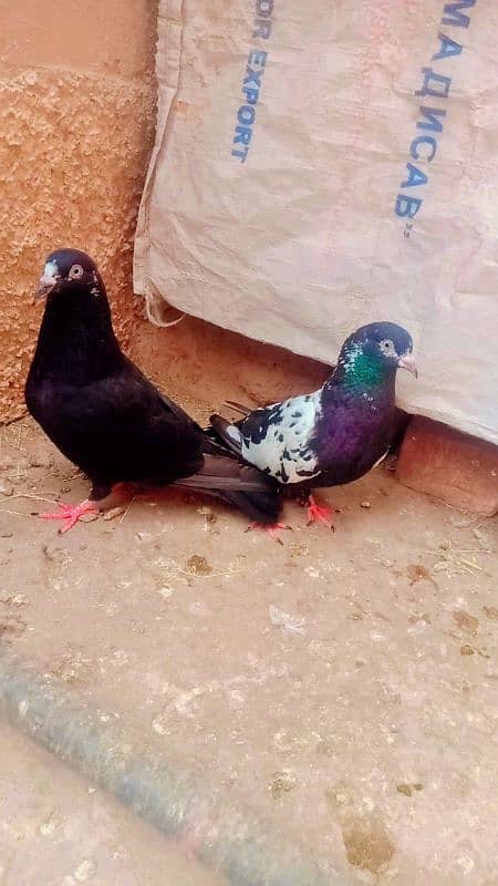 Rampuri breeder pair achi quality me 2