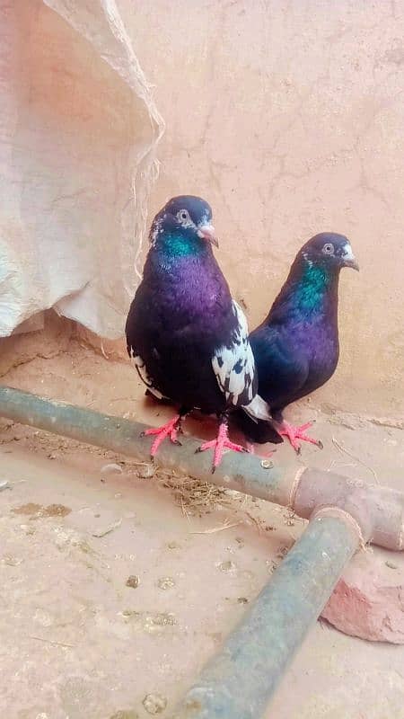 Rampuri breeder pair achi quality me 3