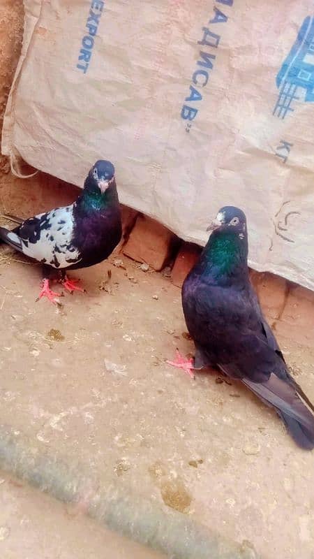 Rampuri breeder pair achi quality me 4