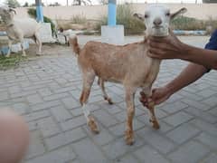 Bakri For Sale