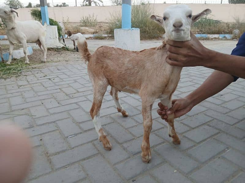 Bakri For Sale 0