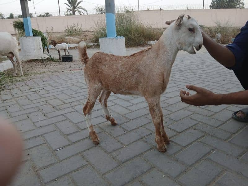 Bakri For Sale 1