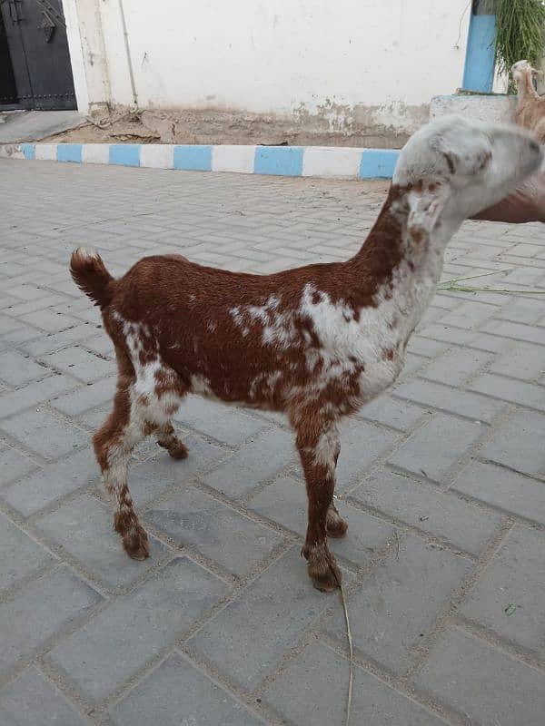 Bakri For Sale 2