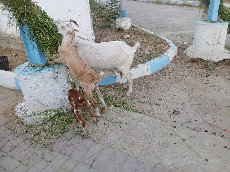 Bakri For Sale 3