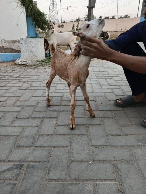 Bakri For Sale 4