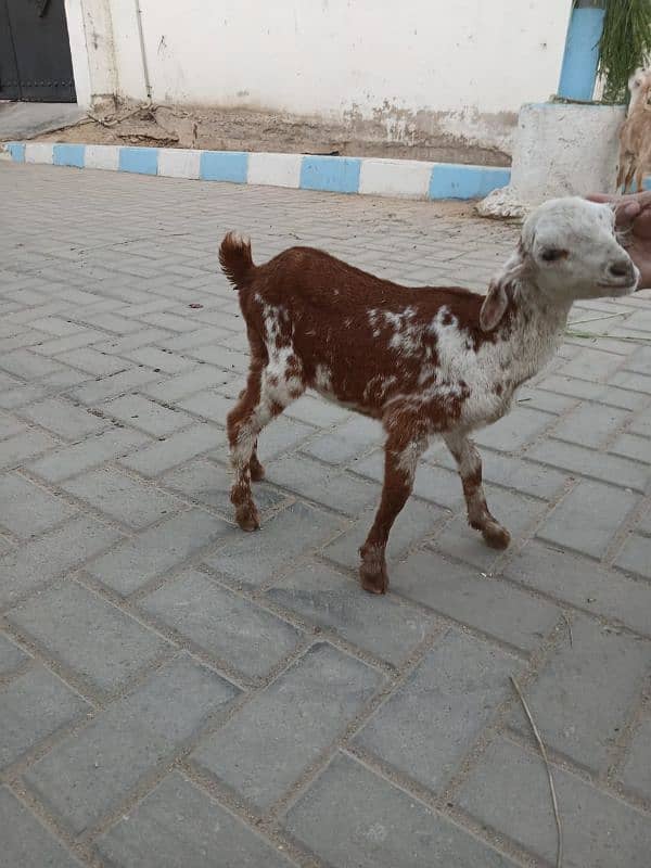 Bakri For Sale 5