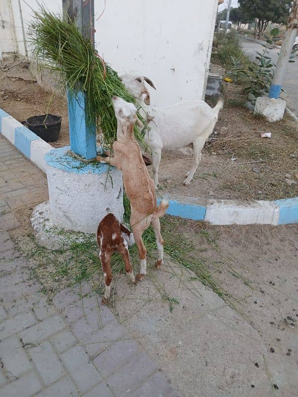 Bakri For Sale 6