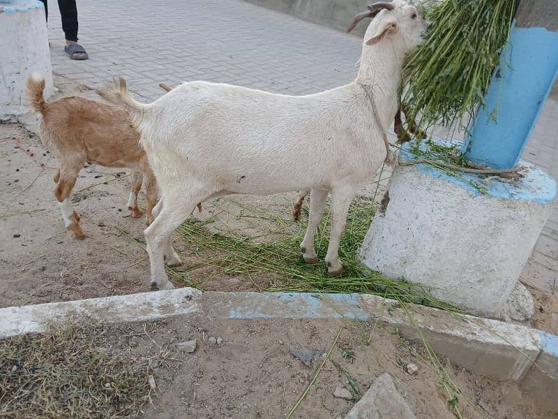 Bakri For Sale 7