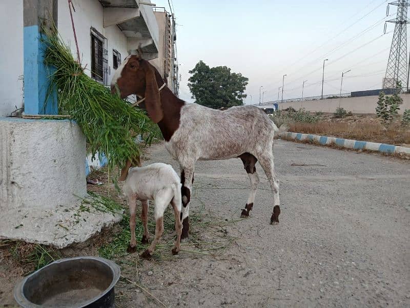 Bakri For Sale 8