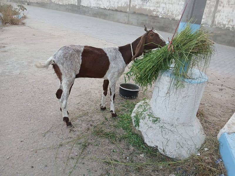 Bakri For Sale 9