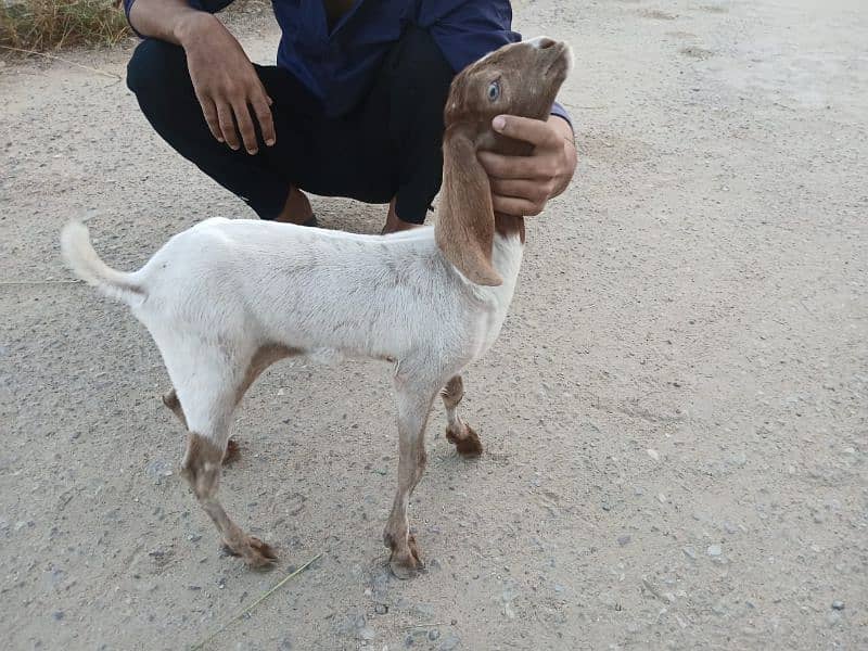 Bakri For Sale 10