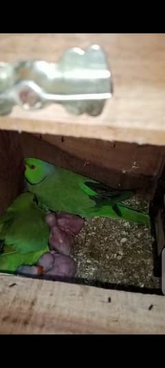 10000%  breeder ringneck male