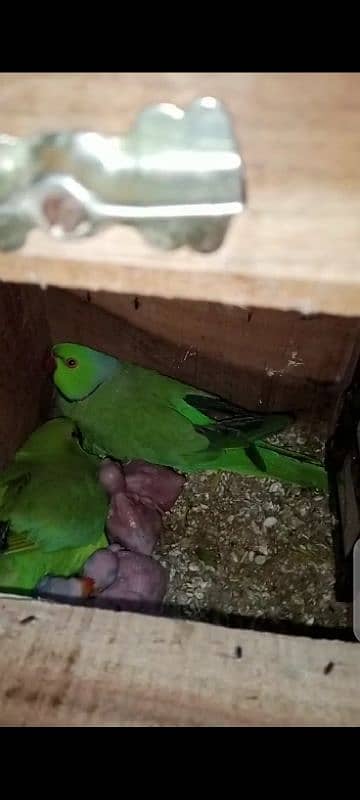 10000%  breeder ringneck male 0