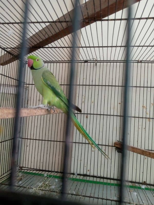 10000%  breeder ringneck male 2