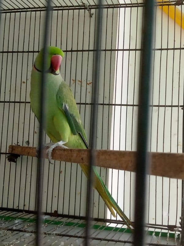 10000%  breeder ringneck male 3