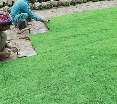 Natural Korean Grass | Fine Dhaka Grass | Natural Grass | Fresh Grass 1