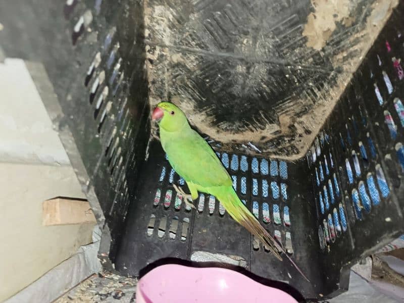 parrot female 0