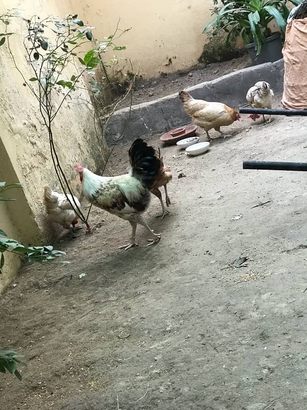 DESI HENS FOR SALE 0