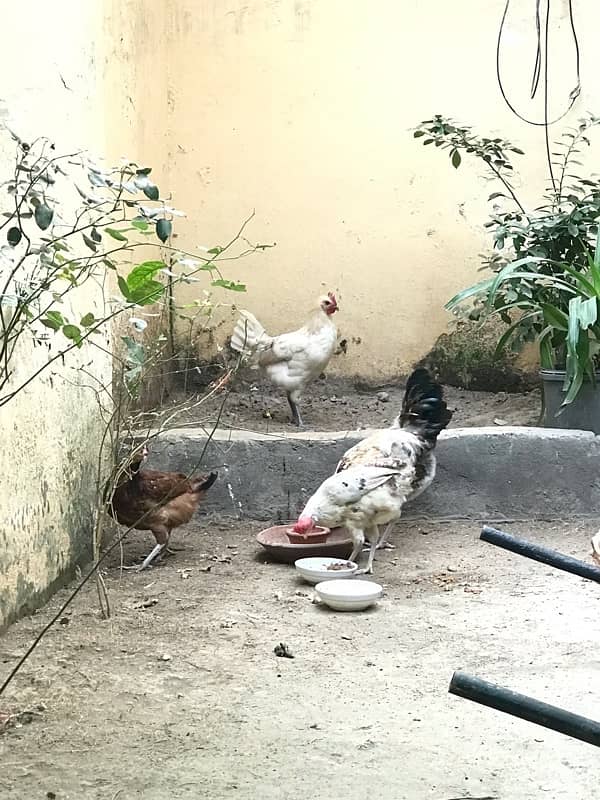 DESI HENS FOR SALE 2