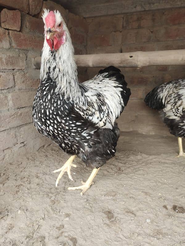 Silver Laced Wyandotte Male 0