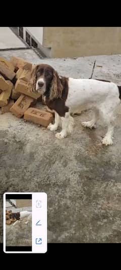 English pointer