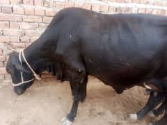 Sahiwal Mix Breed Cow