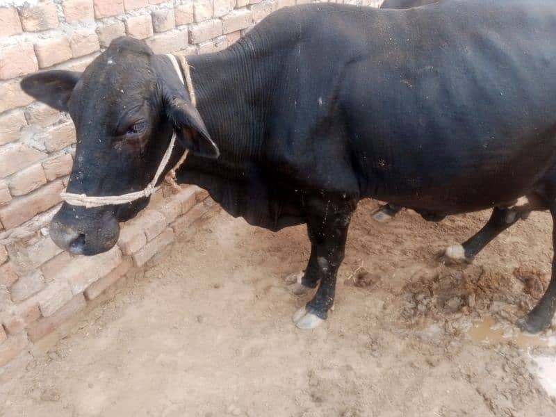 Sahiwal Mix Breed Cow 3