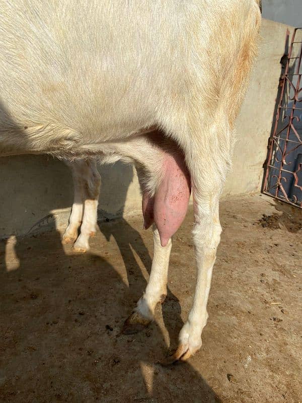 gulabi bakri 5